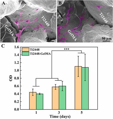Enhancing osteogenesis and angiogenesis functions for Ti-24Nb-4Zr-8Sn scaffolds with methacrylated gelatin and deferoxamine